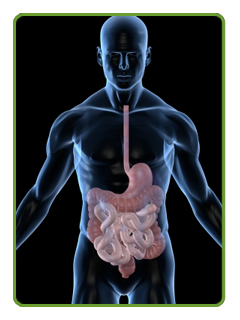 Medizar Intestine